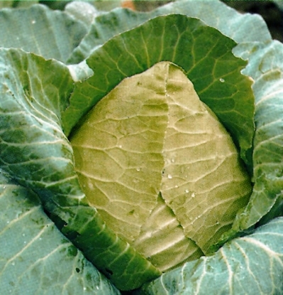Picture of Organic Cabbage Cuor Di Bue